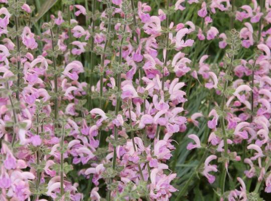 Salvia Eveline