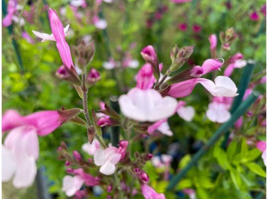 Salvia greggii 'Joy'