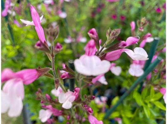 Salvia greggii Joy