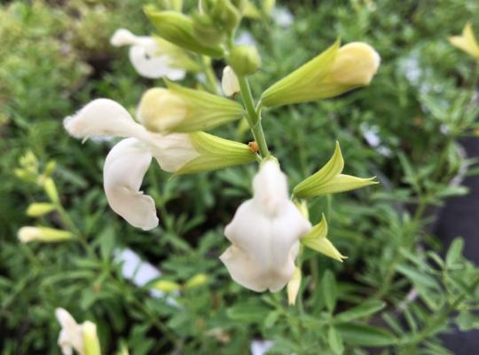 Salvia greggii Alba