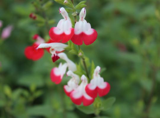 Salvia Hot Lips