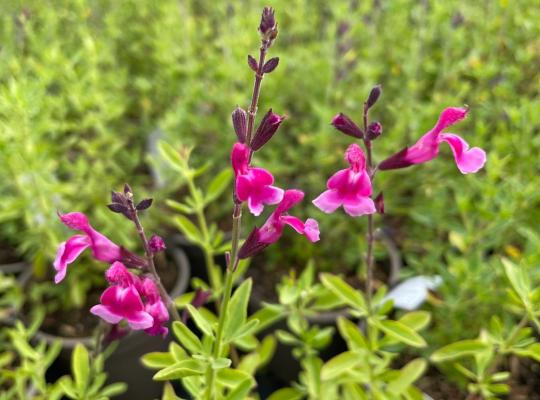 Salvia gr. 'Icing Sugar'