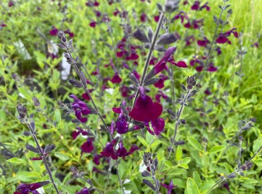 Salvia x jamensis Nachtvlinder