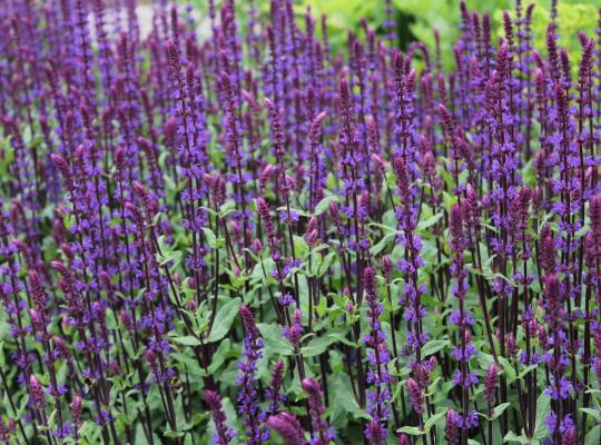 Salvia nemorosa 'Caradonna'