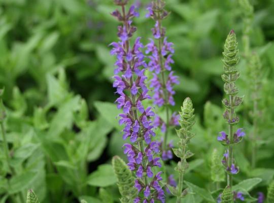 Salvia nemorosa East Friesland