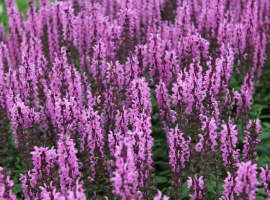 Salvia nemorosa 'Sensation Deep Rose'