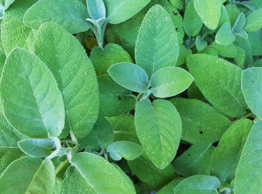 Salvia officinalis