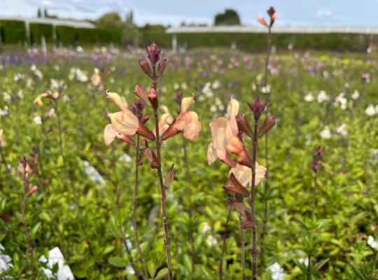 Salvia Peach Parfait