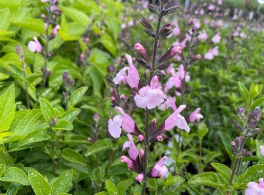 Salvia x jamensis Peter Vidgeon