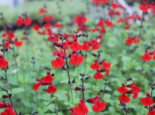 Salvia 'Royal Bumble'