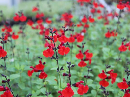 Salvia Royal Bumble