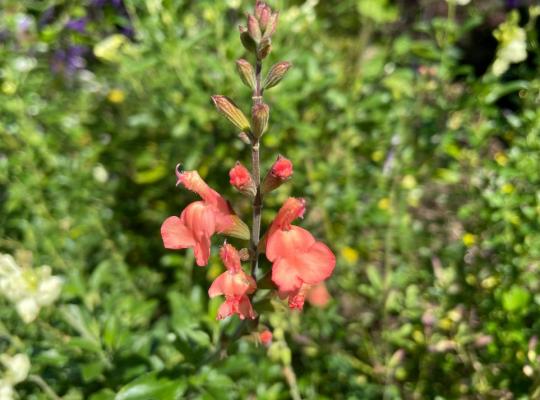 Salvia greggii Salmon Dance