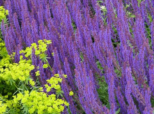 Salvia x sylvestris May Night