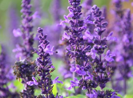 Salvia nemorosa 'Viola Klose'