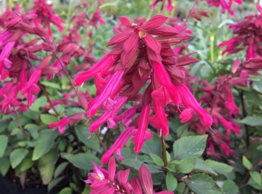 Salvia 'Wendy's Wish'