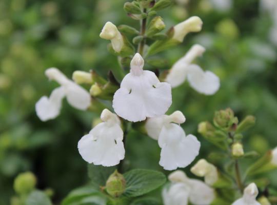 Salvia x jamensis 'Heatwave Glimmer'