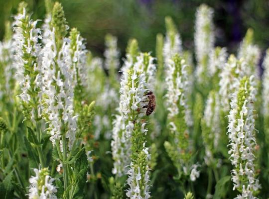 Salvia x sylvestrid Schneehugel