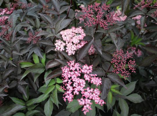 Sambucus nigra Black Beauty