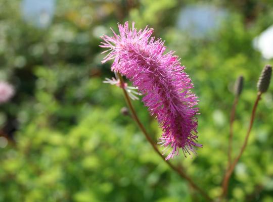 Sanguisorba obtusa