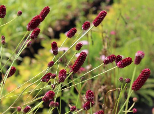 Sanguisorba officinalis Red Thunder