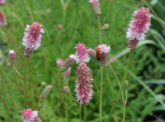 Sanguisorba Pink Tanna