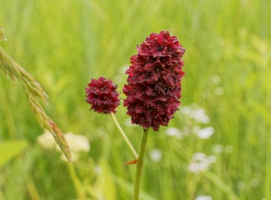 Sanguisorba Tanna