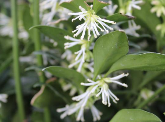 Sarcococca confusa