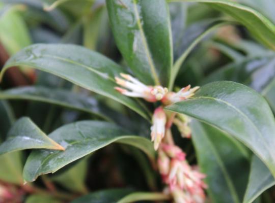 Sarcococca hookeriana var. humilis