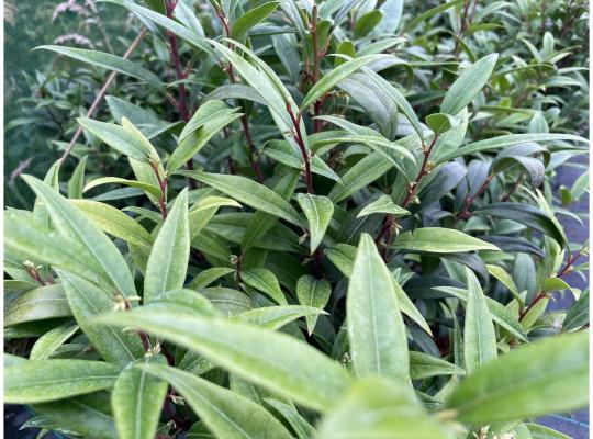 Sarcococca hookeriana 'Purple Gem'