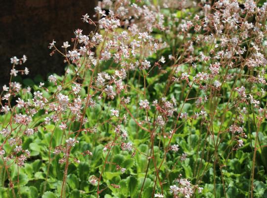 Saxifraga umbrosa