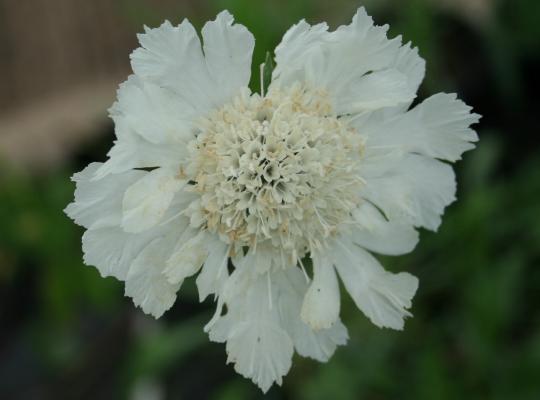 Scabiosa caucasia Miss Willmott