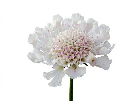 Scabiosa incisa Kudo White