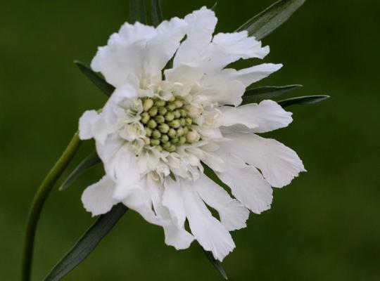 Scabiosa cauc. 'Perfecta Alba'