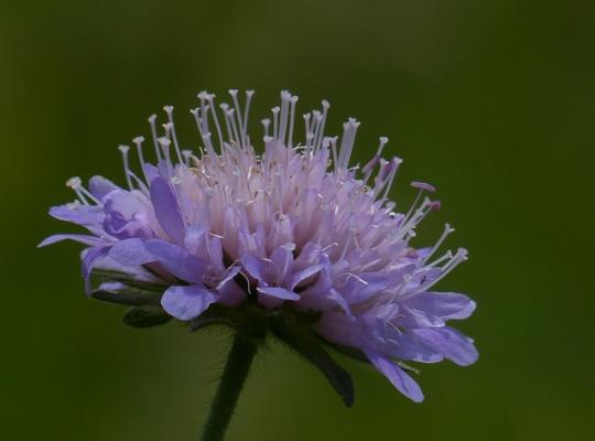 Scabiosa caucasia Clive Greaves