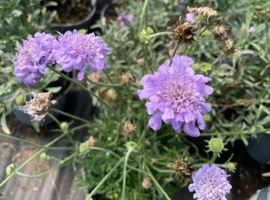 Scabiosa columbaria Flutter Deep Blue