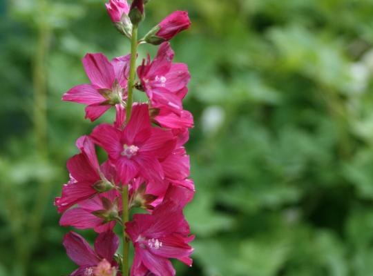 Sidalcea Wine Red