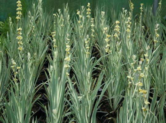 Sisyrinchium striatum Aunt May