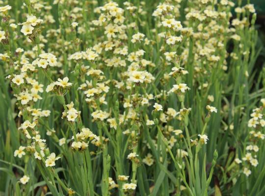 Sisyrinchium striatum