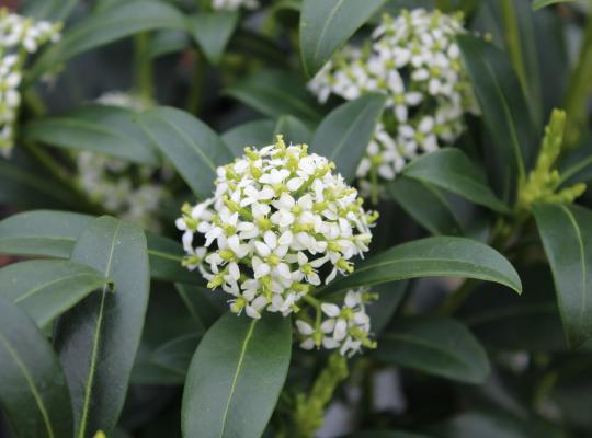 Skimmia j. 'Kew White'