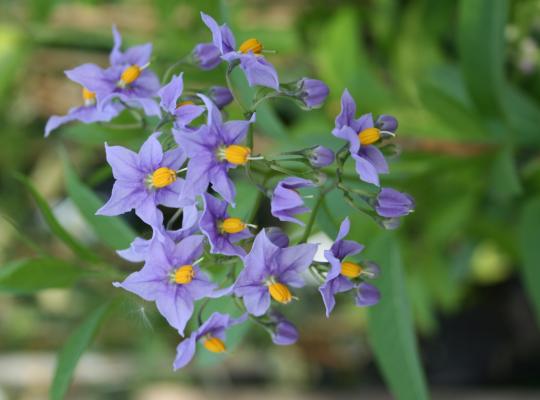 Solanum crispum Glasnevin