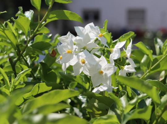Solanum jasmin. 'Album'