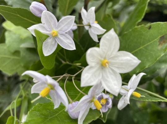 Solanum laxum