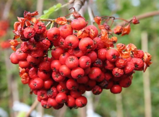 Sorbus aucuparia  (Mountain Ash)