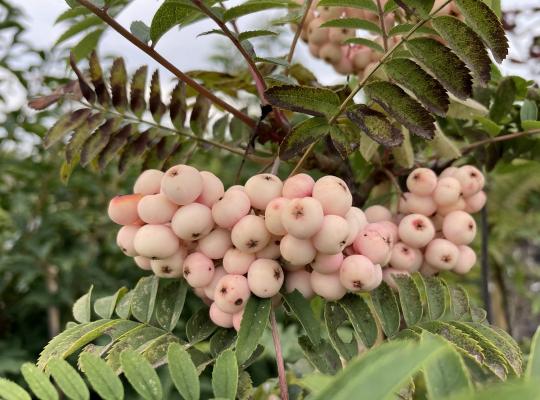 Sorbus Kirsten Pink