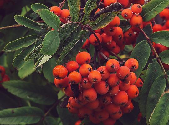 Sorbus aucuparia Sheerwater Seedling