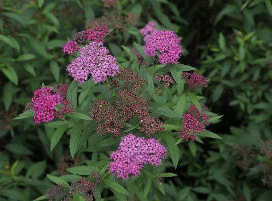 Spiraea japonica 'Anthony Waterer'