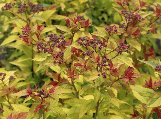 Spiraea jap. Goldflame