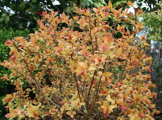 Spiraea japonica Firelight