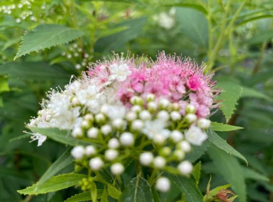 Spiraea jap. Shirobana