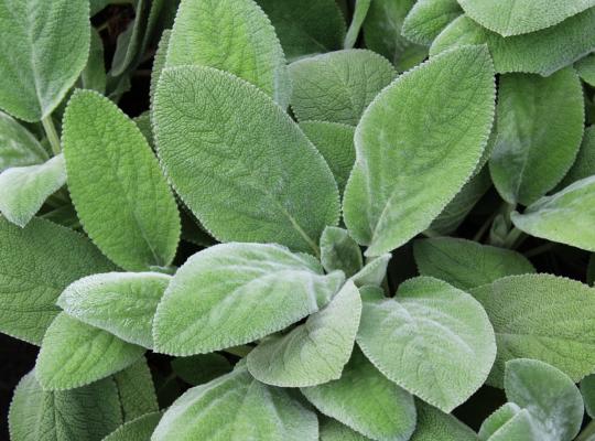 Stachys byzantina Big Ears